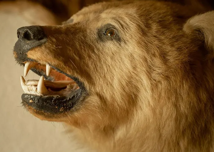 Tischlbergerhof Готель Рамзау-ам-Дахштайн